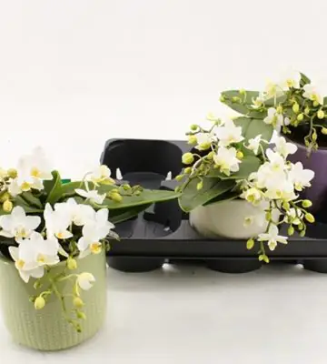 Орхидея в керамична кашпа D12 H25