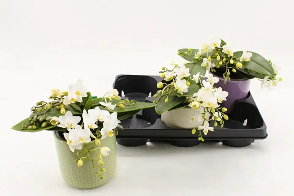 Орхидея в керамична кашпа D12 H25