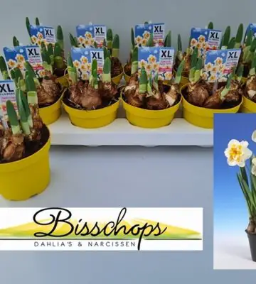 Нарцис кичест D12 H23 - Narcissus Peach Swirl