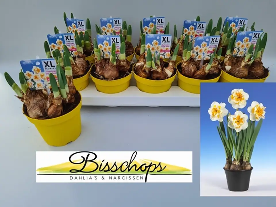 Нарцис кичест D12 H23 - Narcissus Peach Swirl