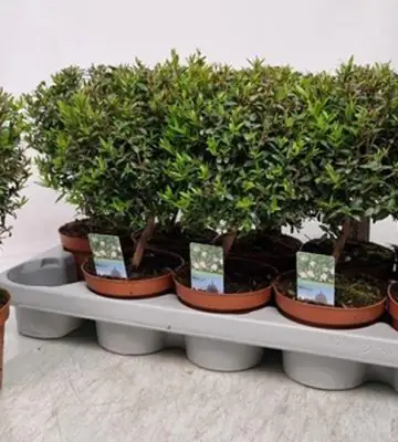 Мирта на ствол D12 H30 - Myrtus Communis on stem