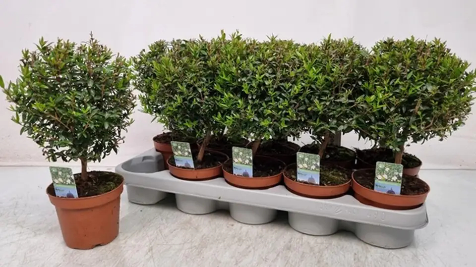 Мирта на ствол D12 H30 - Myrtus Communis on stem