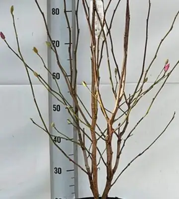 Магнолия D25 H100 - Magnolia Leonard Messel