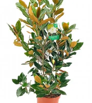 Магнолия D27 H110 - Magnolia Grandiflora Little Gem