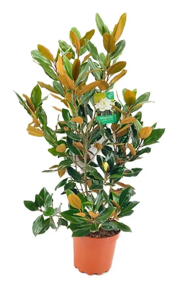 Магнолия D27 H110 - Magnolia Grandiflora Little Gem