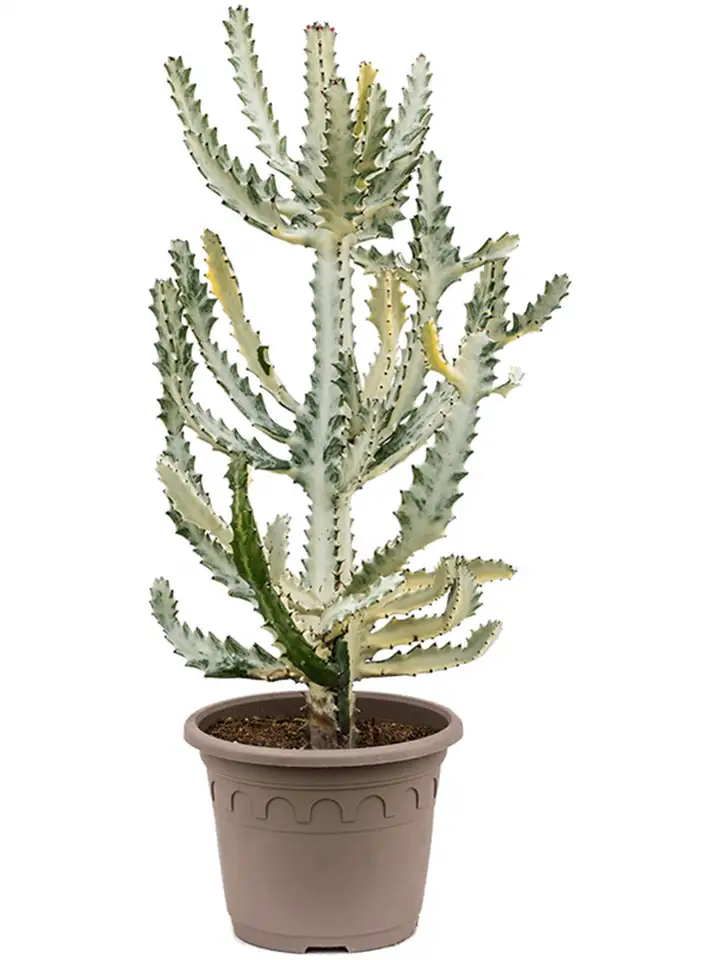 Еуфорбиа D30 H60 - Euphorbia lactea Ghost 1 Еуфорбиа D30 H60 - Euphorbia lactea Ghost