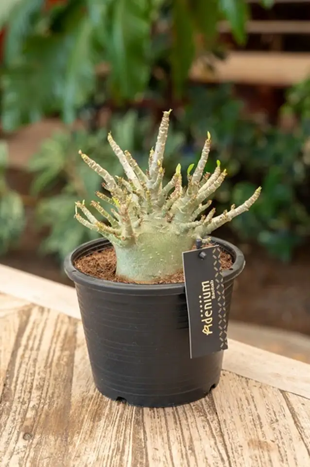 Адениум D15 H30 - Adenium Baobab - Image 3
