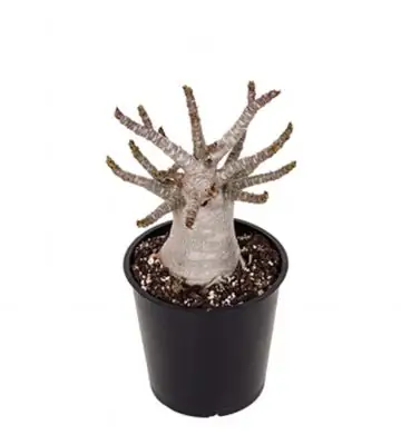 Адениум D12 H25 - Adenium Baobab