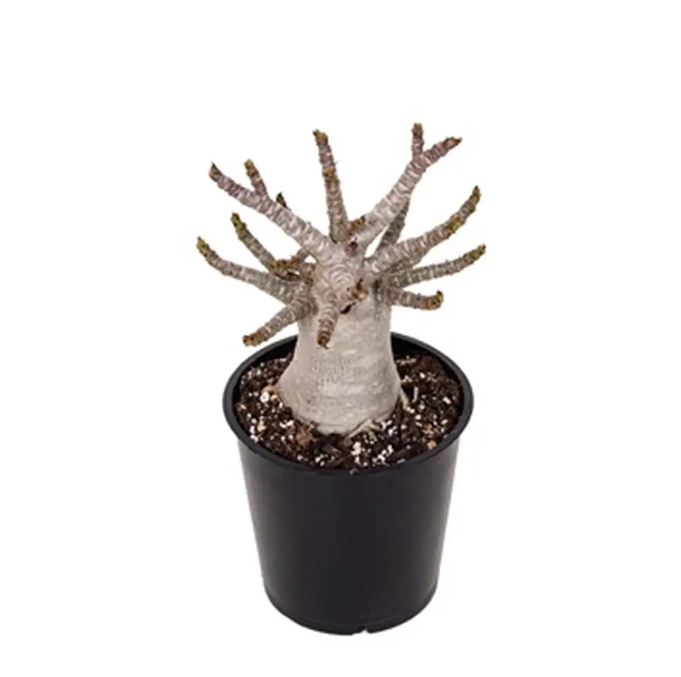 Адениум D12 H25 - Adenium Baobab