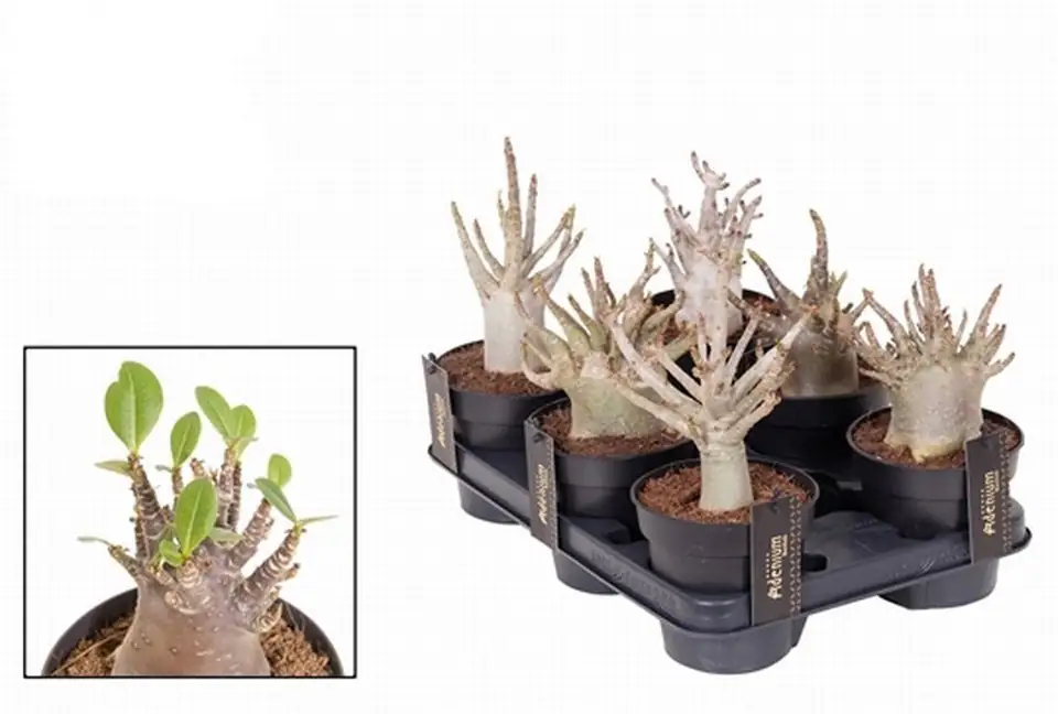 Адениум D12 H25 - Adenium Baobab - Image 2