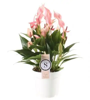 Антуриум D14 H45 - Anthurium Lilli