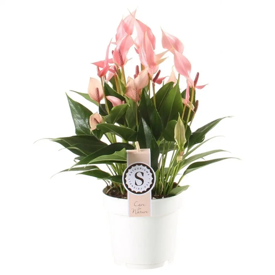 Антуриум D14 H45 - Anthurium Lilli