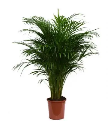 Арека D24 H120 - Dypsis Lutescens