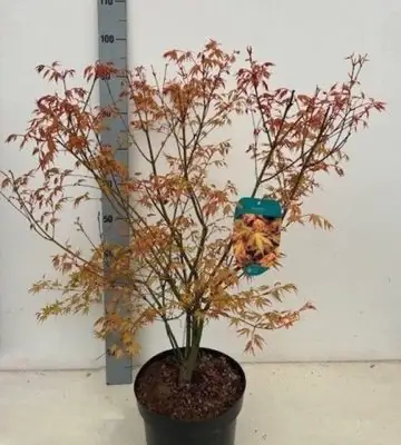Ацер D26 H80 - Acer Palmatum Katsura