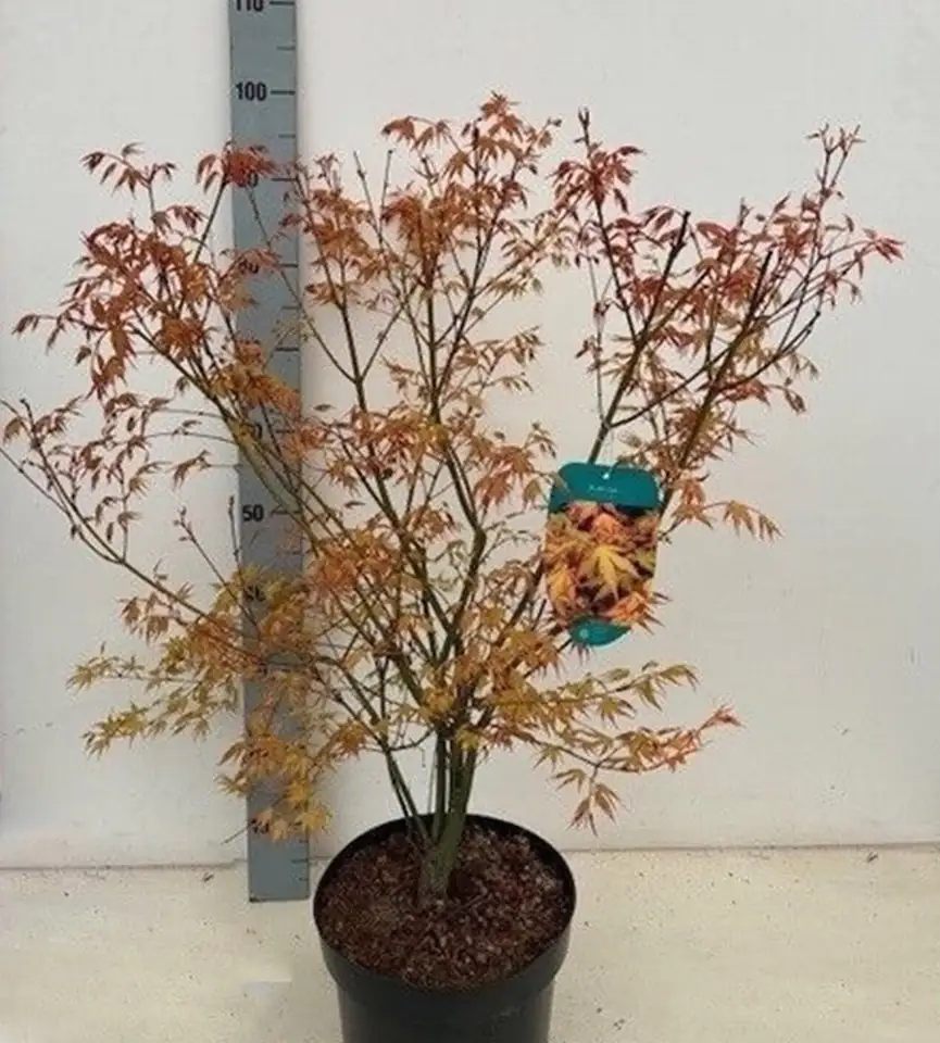 Ацер D26 H80 - Acer Palmatum Katsura