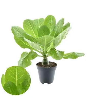 Бригамиа D12 H30 - Brighamia Hawaiian Palm