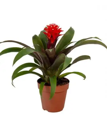 Гузмания D9 H25 - Guzmania Priscilla