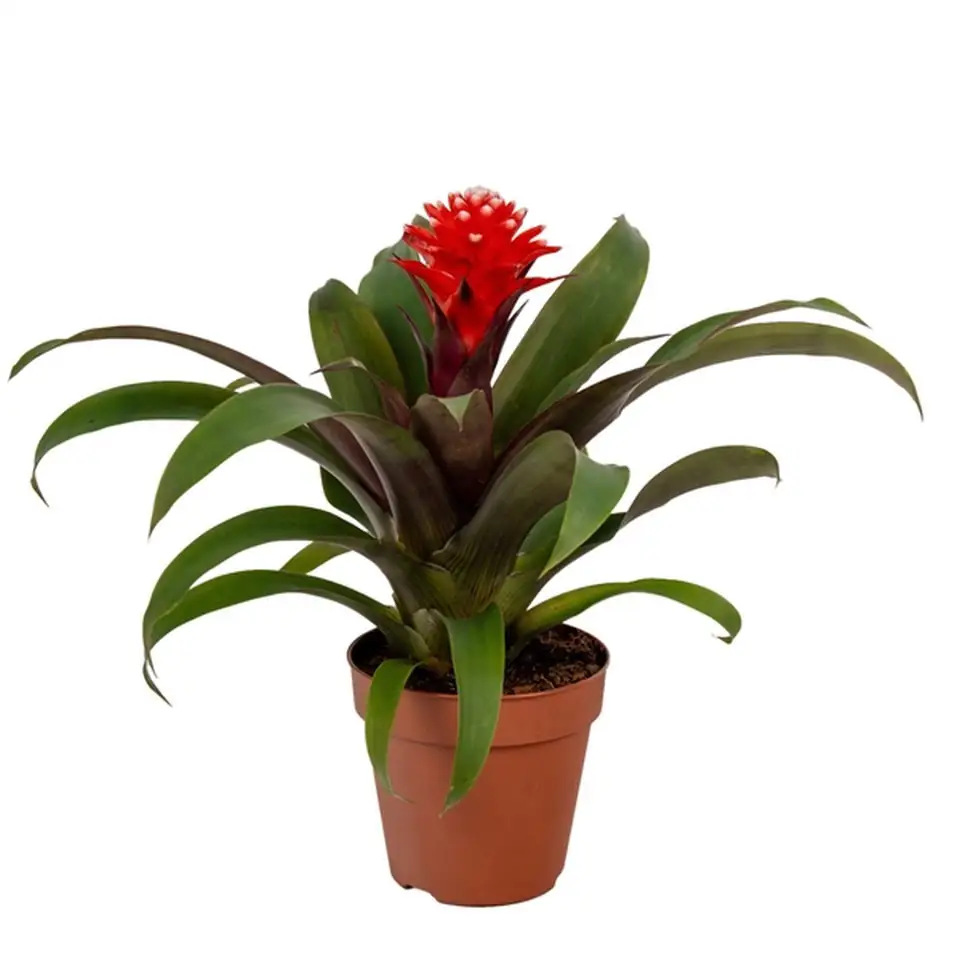 Гузмания D9 H25 - Guzmania Priscilla