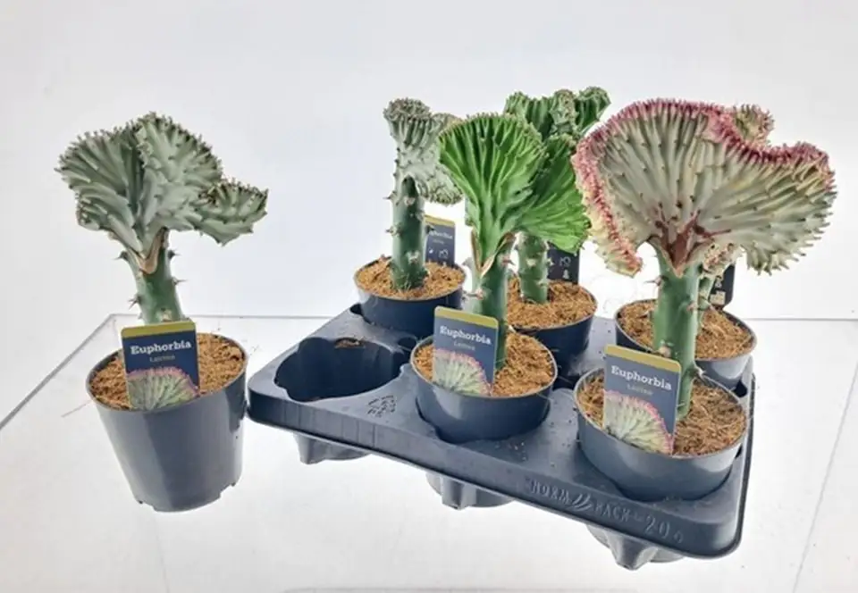 Еуфорбиа D12 H28 - Euphorbia Cristata - Image 2
