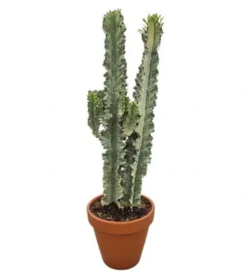 Еуфорбиа D27 H95 - Euphorbia eritrea variegata