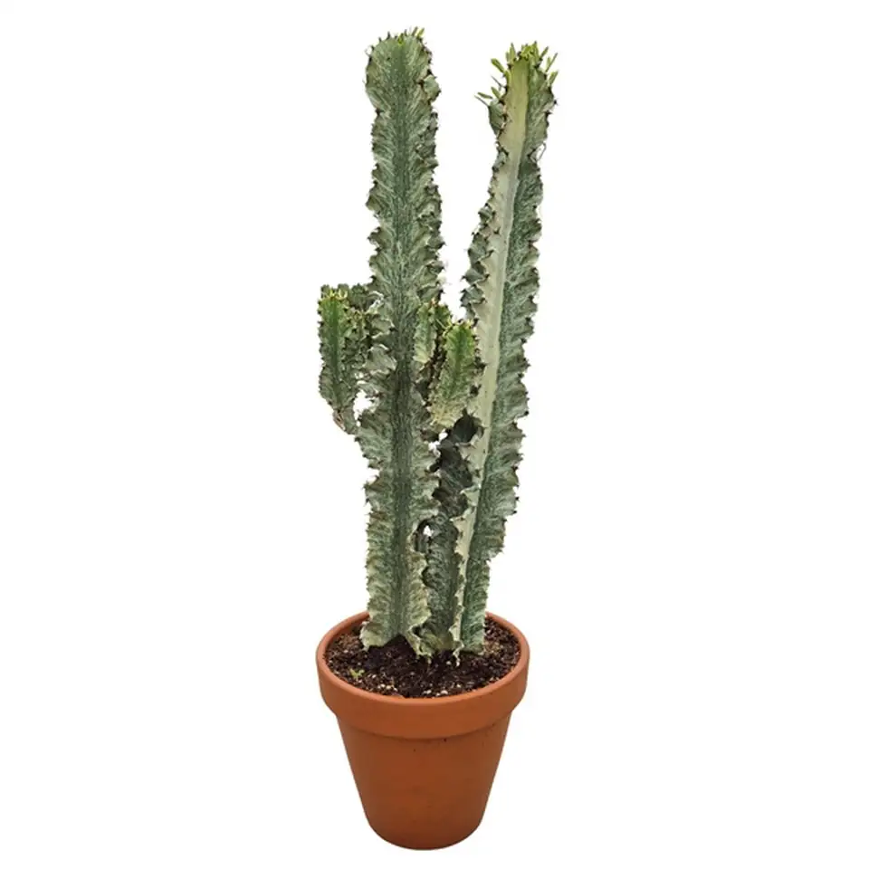 Еуфорбиа D27 H95 - Euphorbia eritrea variegata