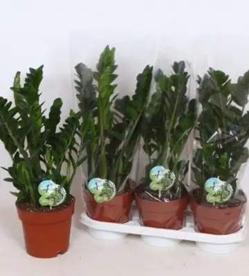 Замиокулкас D19 H70 - Zamioculcas Midori