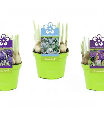 Ирис D10 H13 - Iris reticulata mix