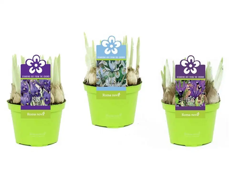 Ирис D10 H13 - Iris reticulata mix