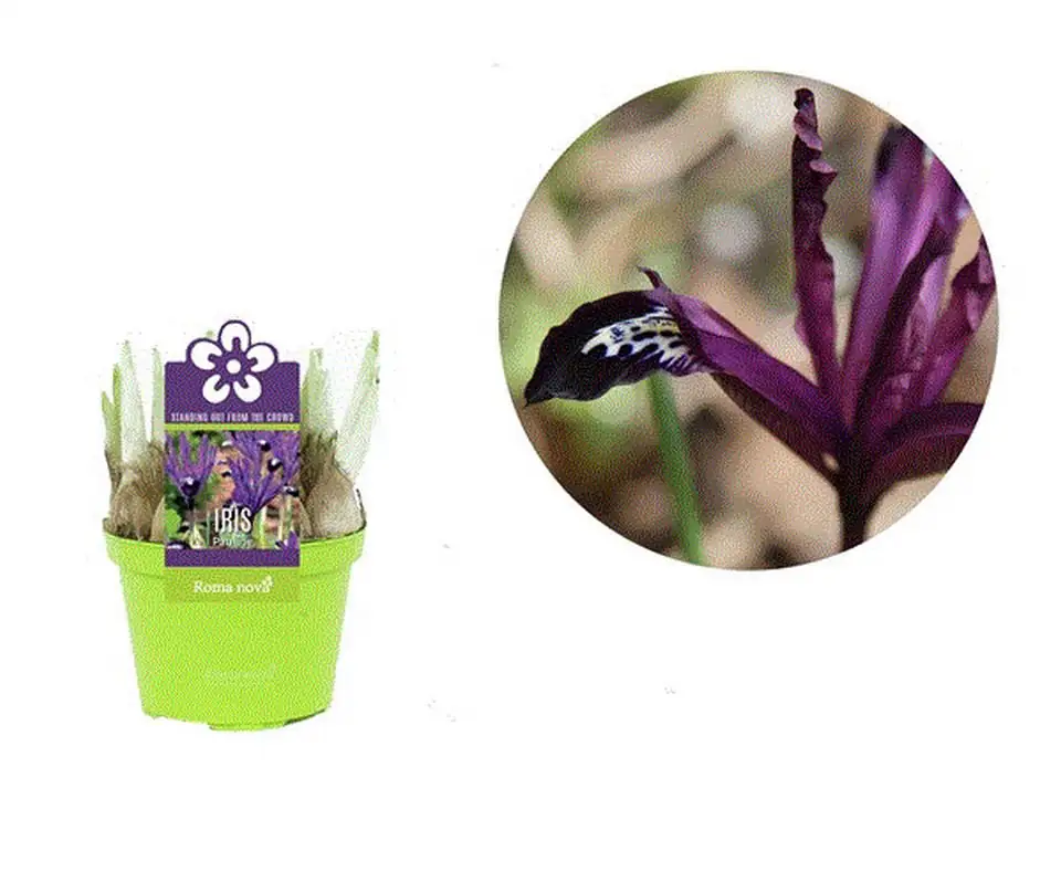 Ирис D10 H13 - Iris reticulata mix - Image 2