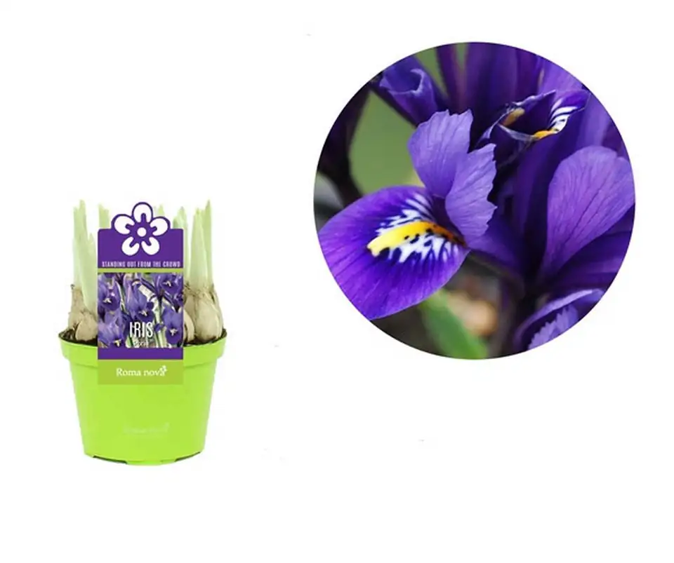 Ирис D10 H13 - Iris reticulata mix - Image 3