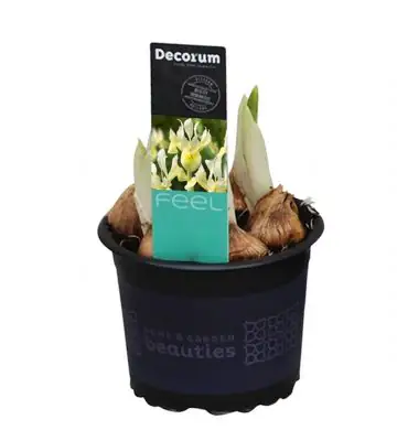 Ирис D9 H12 - Iris Katharines Gold