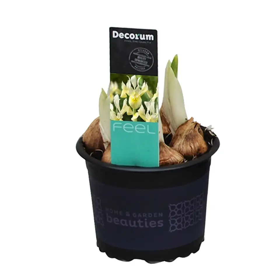 Ирис D9 H12 - Iris Katharines Gold