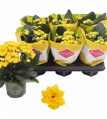 Каланхое D10 H22 - Kalanchoe Perfecta Yellow