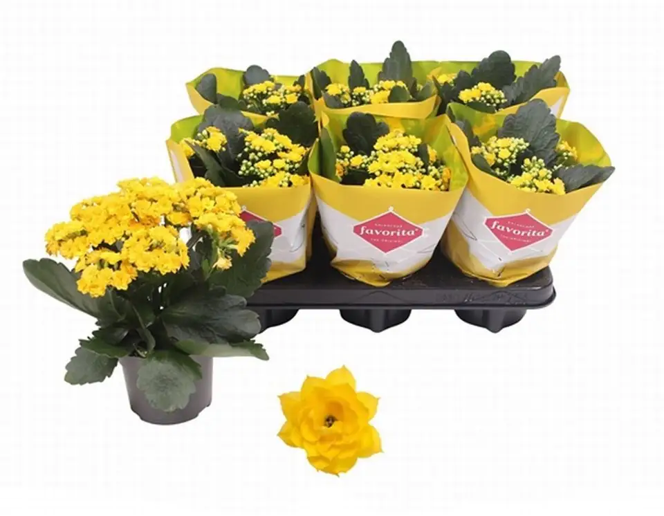 Каланхое D10 H22 - Kalanchoe Perfecta Yellow