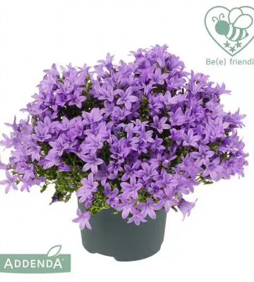 Кампанула D12 H17- Campanula Ambella Lavender