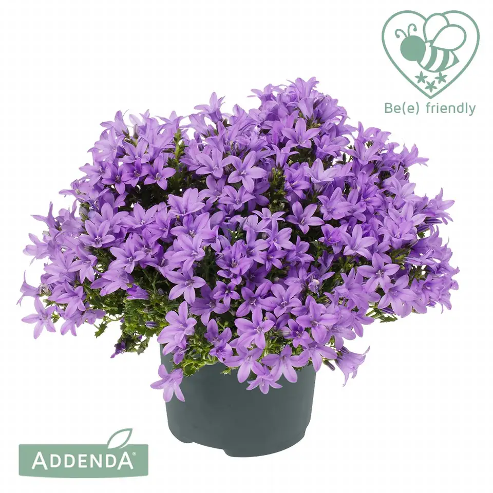 Кампанула D12 H17- Campanula Ambella Lavender