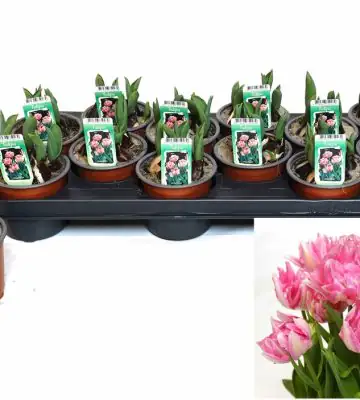 Лалета розови 5бр D10 H15 - Tulipa Double Pink