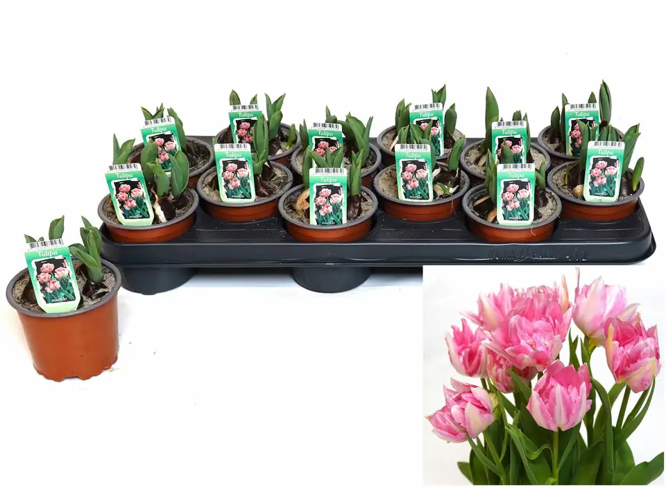 Лалета розови 5бр D10 H15 - Tulipa Double Pink