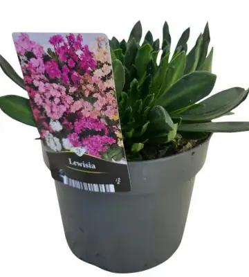 Левисиа D10 H20 - Lewisia Dreams mix