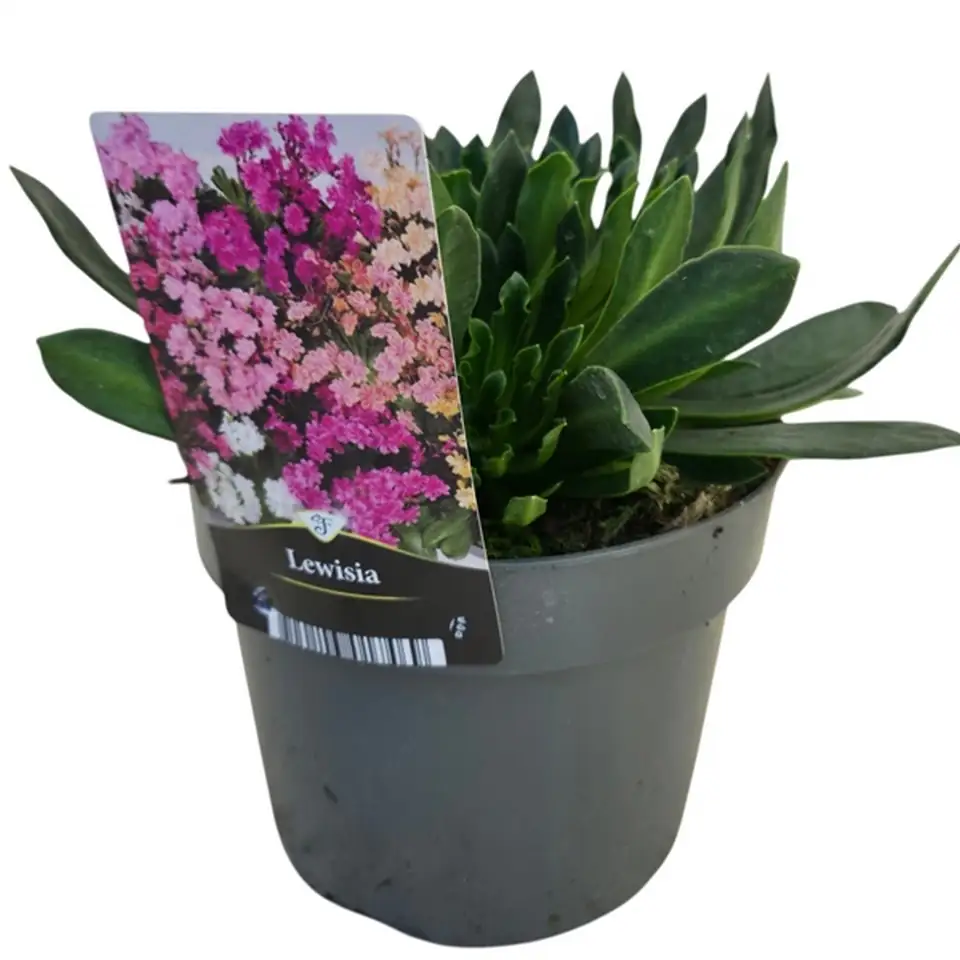 Левисиа D10 H20 - Lewisia Dreams mix