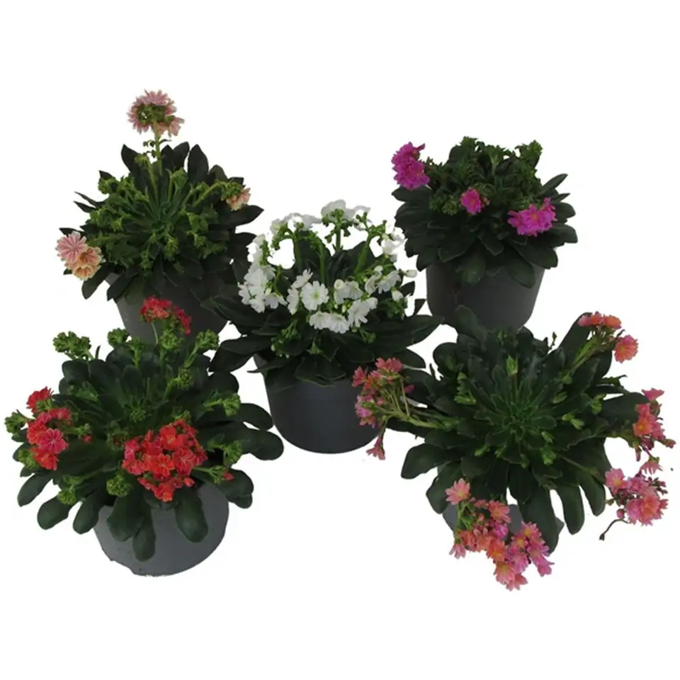 Левисиа D10 H20 - Lewisia Dreams mix - Image 2