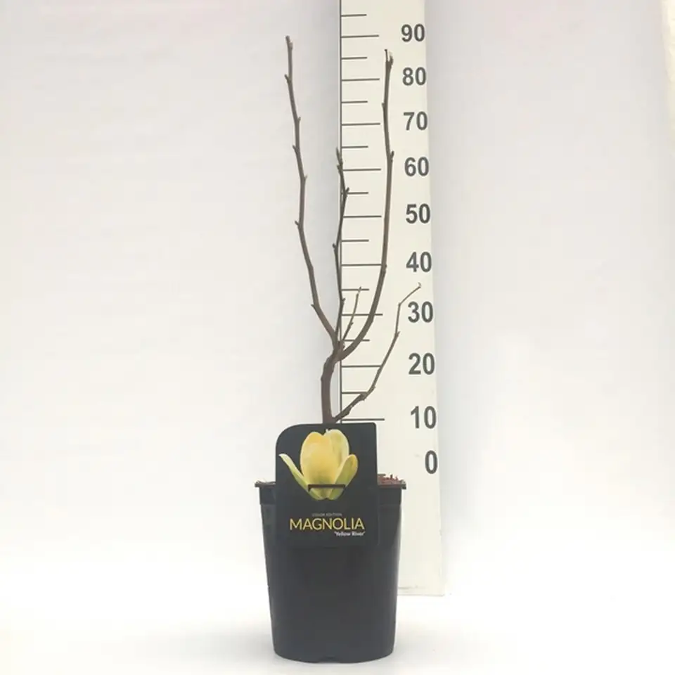 Магнолия D21 H70 - Magnolia Yellow River