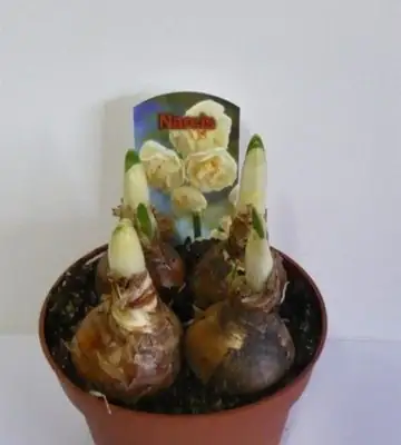 Нарциси D12 H12 - Narcissus Tazetta Abba