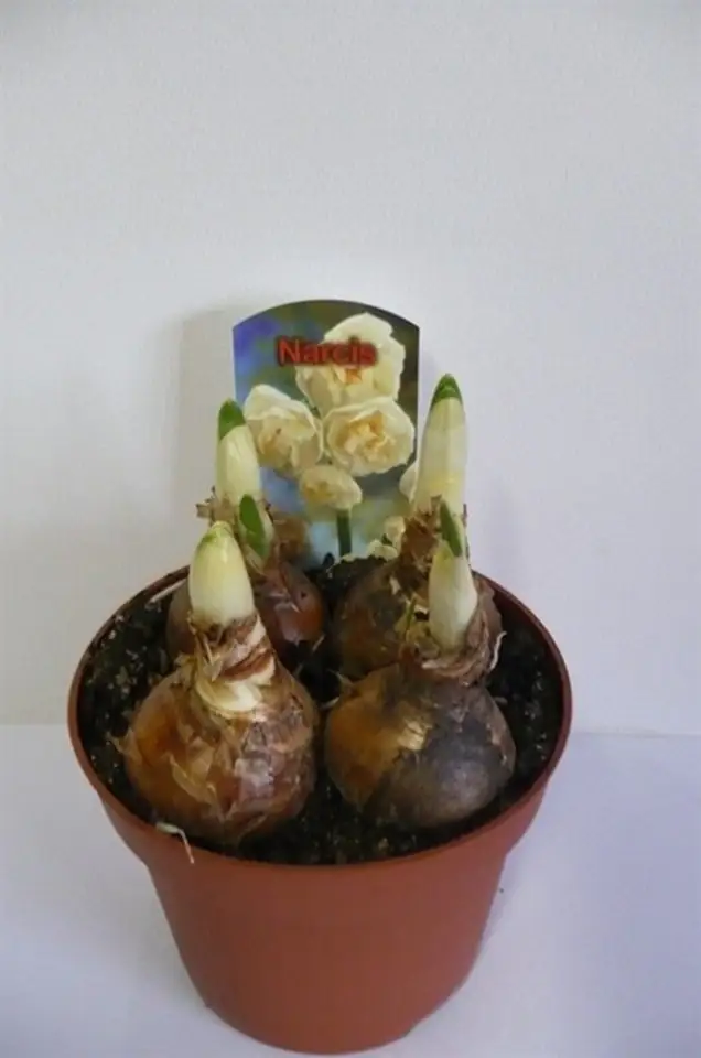 Нарциси D12 H12 - Narcissus Tazetta Abba