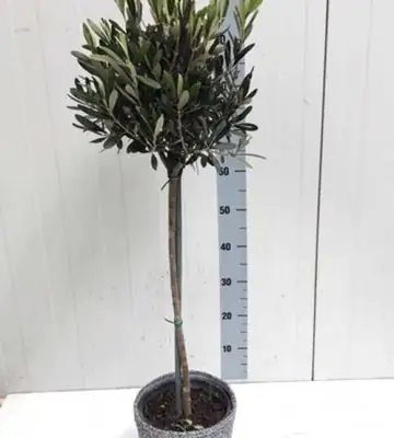 Маслиново дърво D21 H100 - Olea Europaea