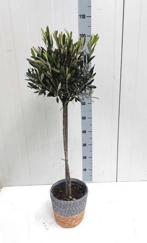 Маслиново дърво D21 H100 - Olea Europaea