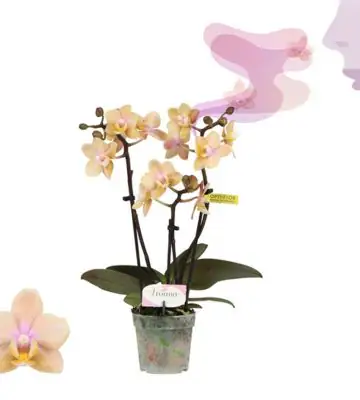 Орхидея ароматна D7 H25 - Phalaenopsis MF Aromio Mineral
