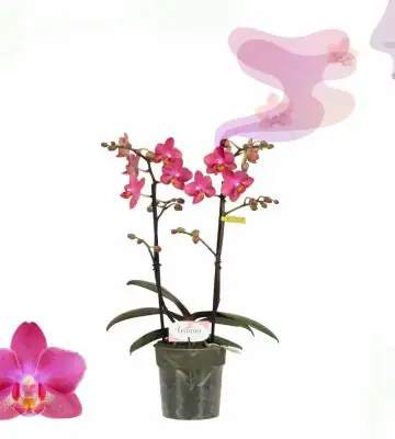 Орхидея ароматна D12 H35 - Phalaenopsis MF Aromio Floral