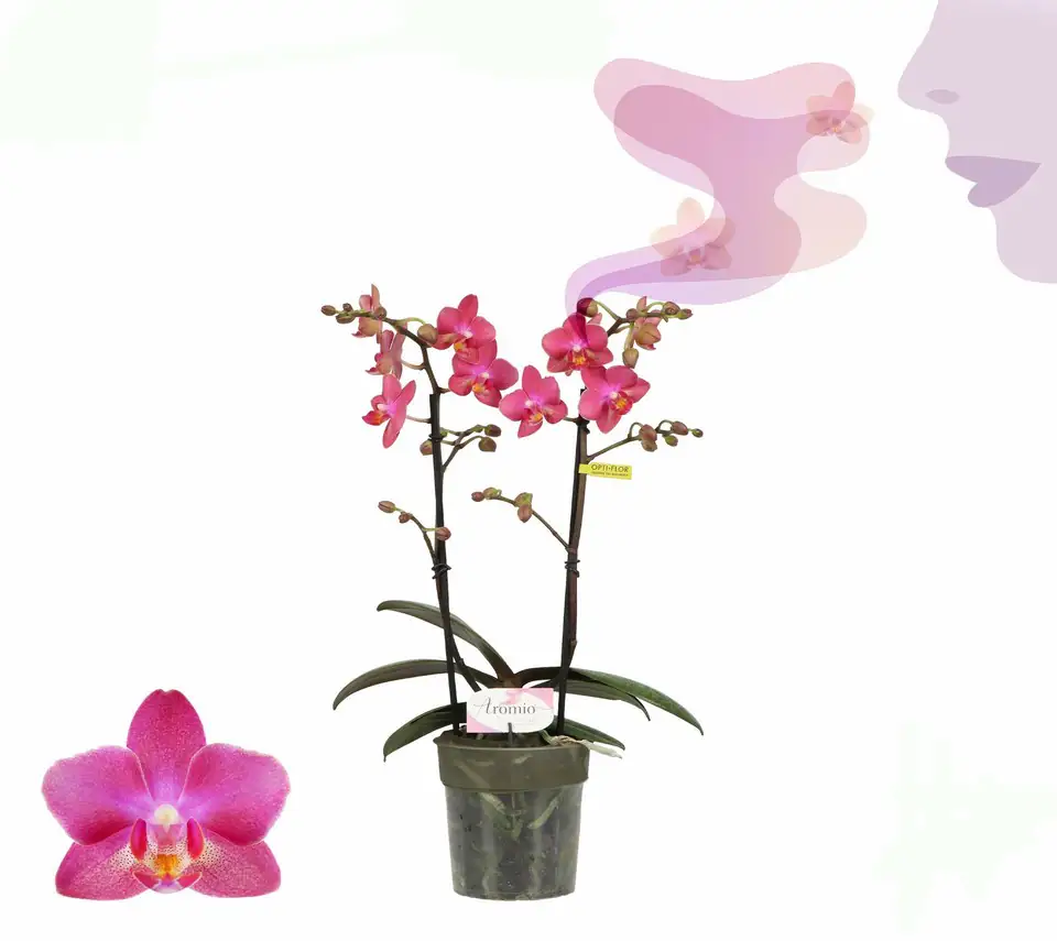 Орхидея ароматна D12 H35 - Phalaenopsis MF Aromio Floral