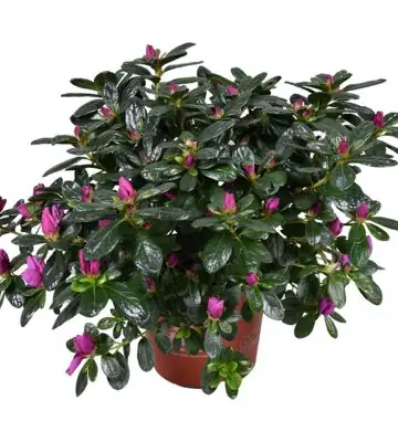 Рододендрон D14 H27 - Rhododendron simsii violet